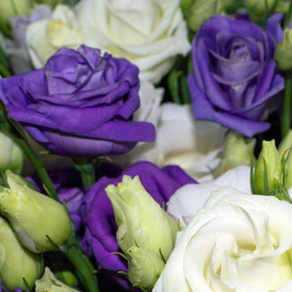 Eustoma grandiflorum <br>LISIANTHUS BLUE