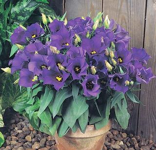 Eustoma grandiflorum <br>LISIANTHUS TABLETOP BLUE COMPACT