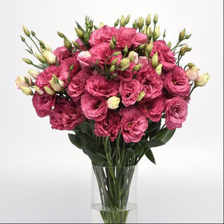 Eustoma grandiflorum LISIANTHUS CARMINE 2 EXTRA-TALL