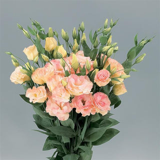 Eustoma grandiflorum <br>LISIANTHUS CHAMPAGNE MAGIC