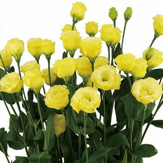 Eustoma grandiflorum <br>LISIANTHUS SUMMER GOLD, Yellow Flower