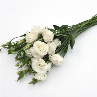 Eustoma grandiflorum <br>LISIANTHUS WHITE 3 EXTRA-TALL