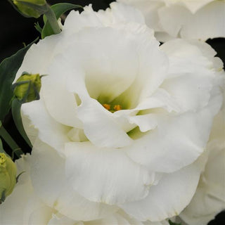 Eustoma grandiflorum <br>LISIANTHUS WHITE 3 EXTRA-TALL