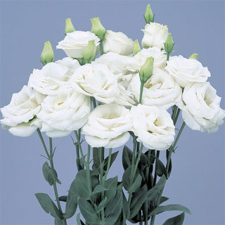 Eustoma grandiflorum <br>LISIANTHUS PURE WHITE