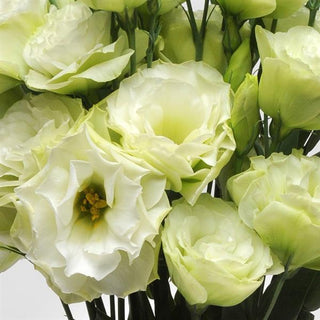 Eustoma grandiflorum <br>LISIANTHUS GREEN 1 EXTRA-TALL
