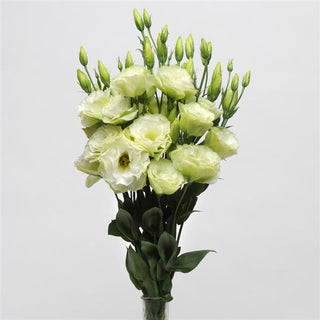 Eustoma grandiflorum <br>LISIANTHUS GREEN 1 EXTRA-TALL
