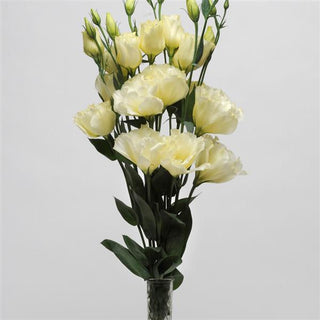 Eustoma grandiflorum <br>LISIANTHUS YELLOW, CREAMY WHITE 1 EXTRA-TALL