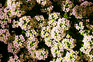 Lobularia <br>SWEET ALYSSUM APRICOT PEACH