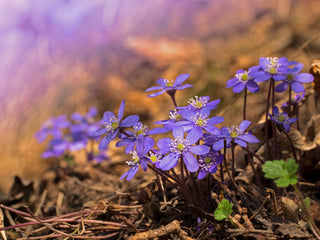 Hepatica acutiloba <br>SHARP LOBED HEPATICA, LIVERWORT