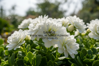 Lewisia cotyledon <br>LEWISIA WHITE