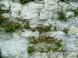 Cymbalaria pallida albiflora <br>WHITE KENILWORTH IVY, ITALIAN TOADFLAX