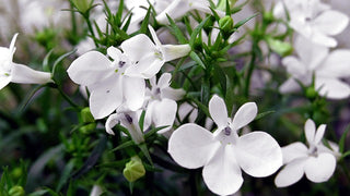 Lobelia erinus <br>LOBELIA 'WHITE LADY'
