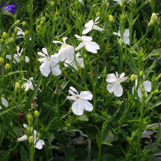 Lobelia pendula erinus <br>TRAILING LOBELIA WHITE