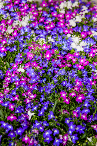 Lobelia erinus <br>TRAILING LOBELIA MIX