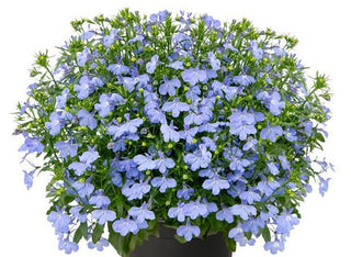 Lobelia erinus <br>TRAILING LOBELIA SKY BLUE MASTERPIECE