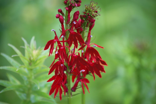 Lobelia speciosa <br>CARDINAL FLOWER 'BURGUNDY'