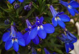 Lobelia erinus <br>LOBELIA STRING OF PEARLS MIX