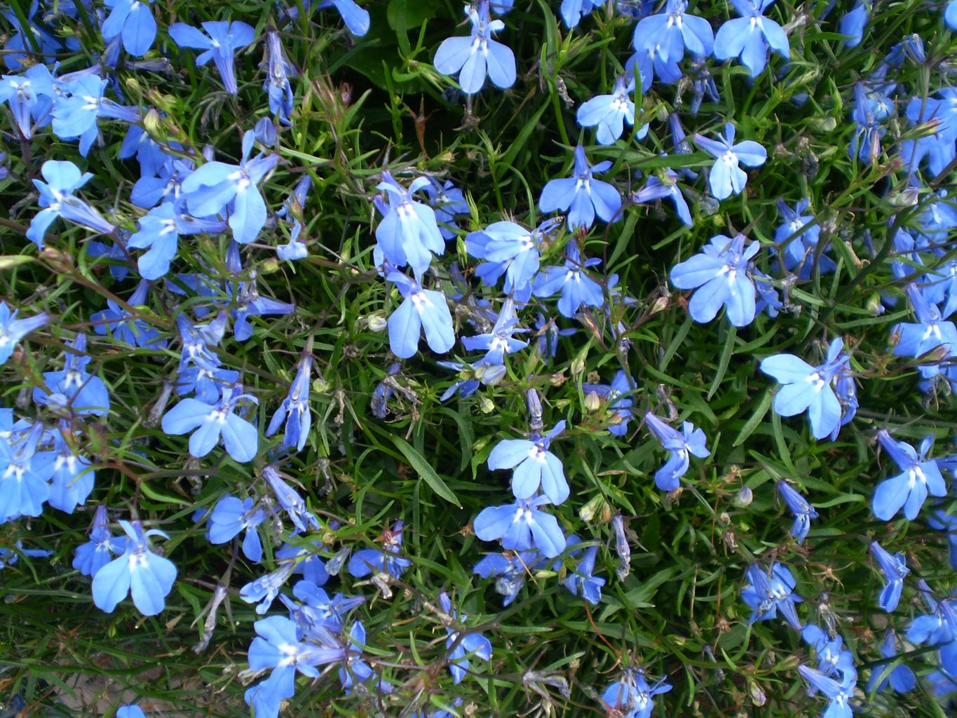 Maxboba Lobelia Cambridge Blue Flower Seeds – Non-GMO, Easy Annual, Sun To Partial Shade