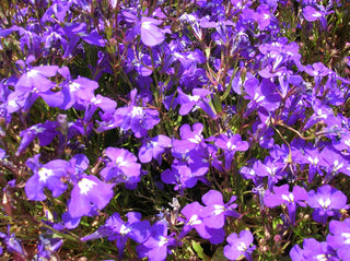Lobelia erinus <br>LOBELIA STRING OF PEARLS MIX