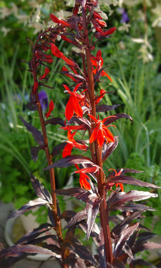 Lobelia cardinalis <br>RED-LEAVES CARDINAL FLOWER