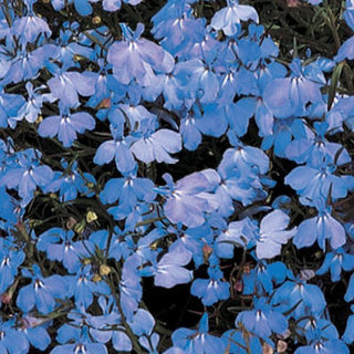 Lobelia erinus <br>LOBELIA TRAILING BLUE SKY REGATTA