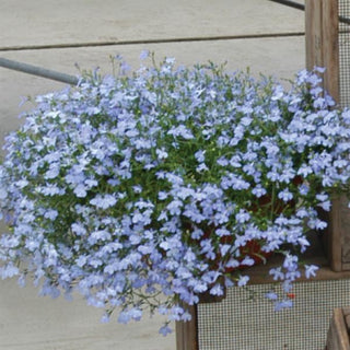 Lobelia erinus <br>LOBELIA TRAILING BLUE SKY REGATTA