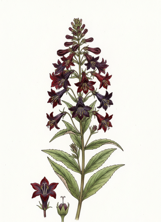 Lobelia speciosa CARDINAL FLOWER 'BURGUNDY'