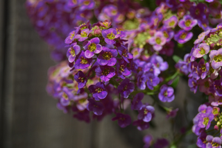 Lobularia maritima <br>SWEET ALYSSUM DEEP PURPLE