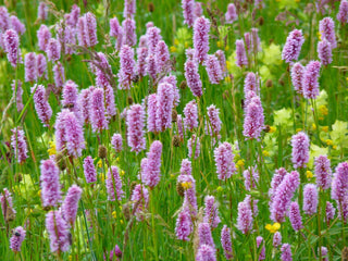 Polygonum bistorta <br>SNAKEROOT