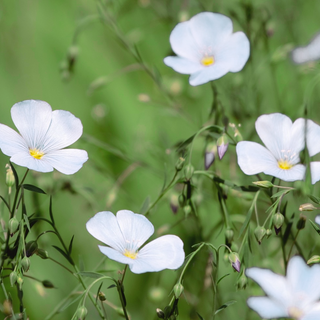 Linum perenne <br>WHITE FLAX