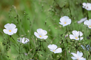 Linum perenne <br>WHITE FLAX