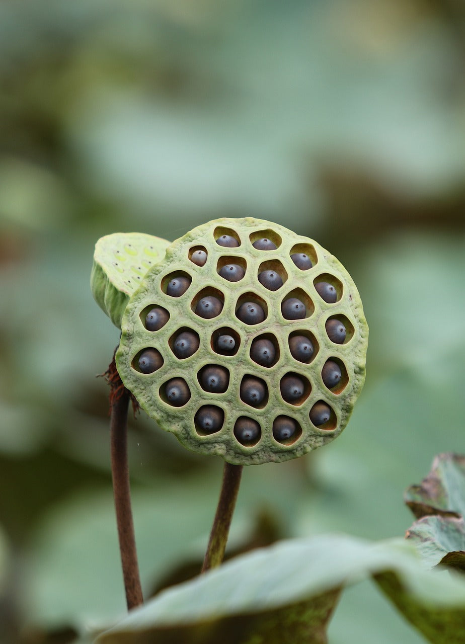 buy lotus flower seeds online Nelumbo nucifera RED WATER LOTUS – Ferri Seeds
