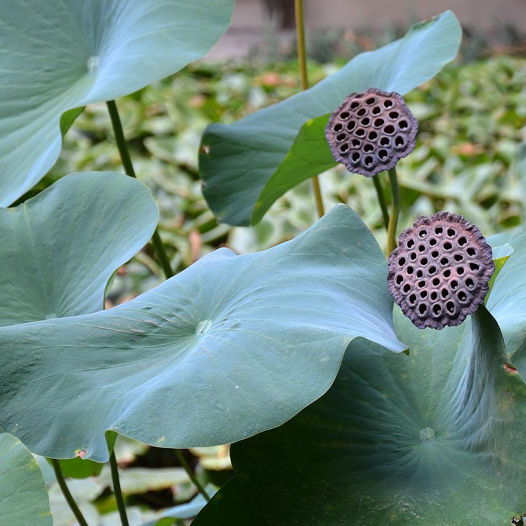water lotus flower seeds Nelumbo nucifera RED WATER LOTUS – Ferri Seeds