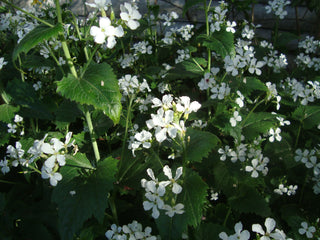 Lunaria annua <br>MONEY PLANT, SILVER DOLLAR MIX