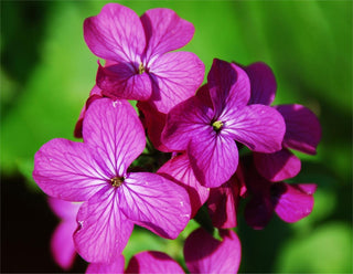 Lunaria annua <br>RED-LEAVED HONESTY