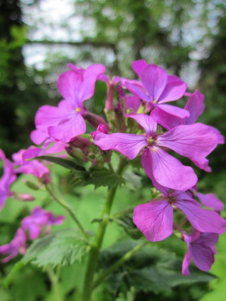 Lunaria annua <br>MONEY PLANT, SILVER DOLLAR PINK