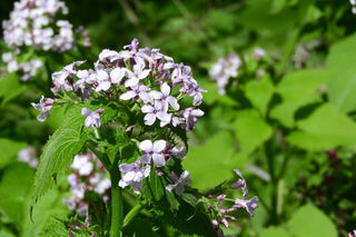 Lunaria rediviva <br>PERENNIAL HONESTY