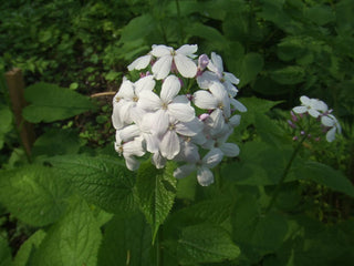 Lunaria rediviva <br>PERENNIAL HONESTY