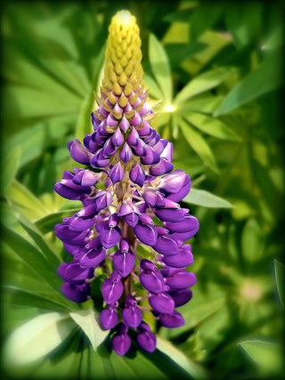 Lupinus perennis <br>LUPIN DWARF MIX