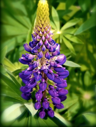 Lupinus perennis <br>LUPIN MINI-GALLERY MIX