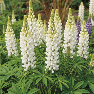 Lupinus perennis <br>LUPIN GALLERY WHITE
