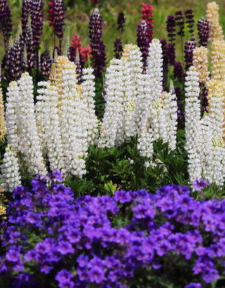 Lupinus perennis <br>LUPIN GALLERY WHITE