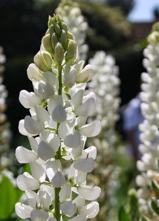 Lupinus LUPIN NOBLE MAIDEN WHITE