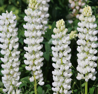 Lupinus perennis <br>LUPIN MINI-GALLERY WHITE