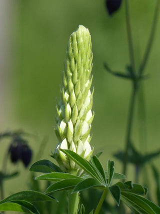 Lupinus <br>WHITE LUPIN