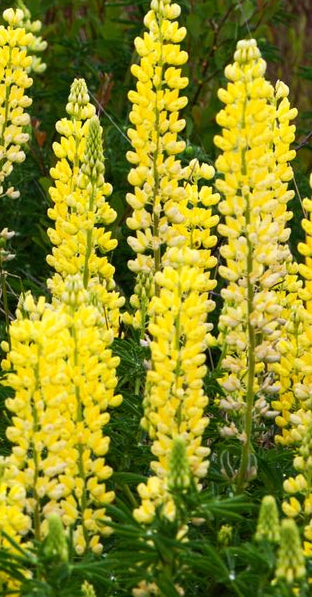 Lupinus <br>LUPIN GALLERY YELLOW