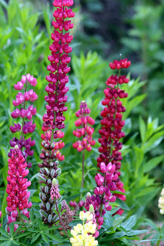 Lupinus polyphyllus <br>LUPIN MIX