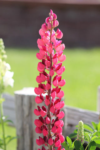 Lupinus nanus <br>CARMINE RED LUPIN