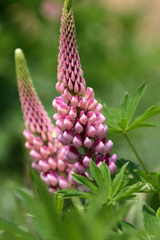 Lupinus perennis <br>LUPIN DWARF MIX