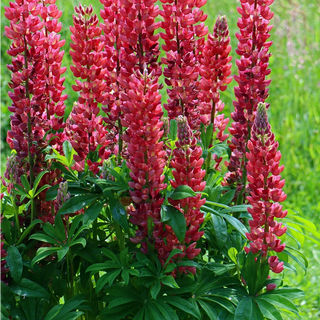 Lupinus perennis <br>RED LUPIN GALLERY